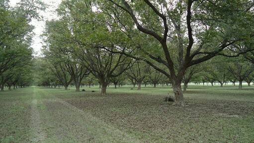 |Pecan nuts in wooden bowel on wooden